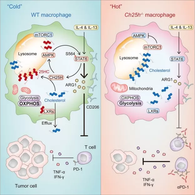 CH25H controls macrophage fate via the 25HC-GPR155-STAT6 axis